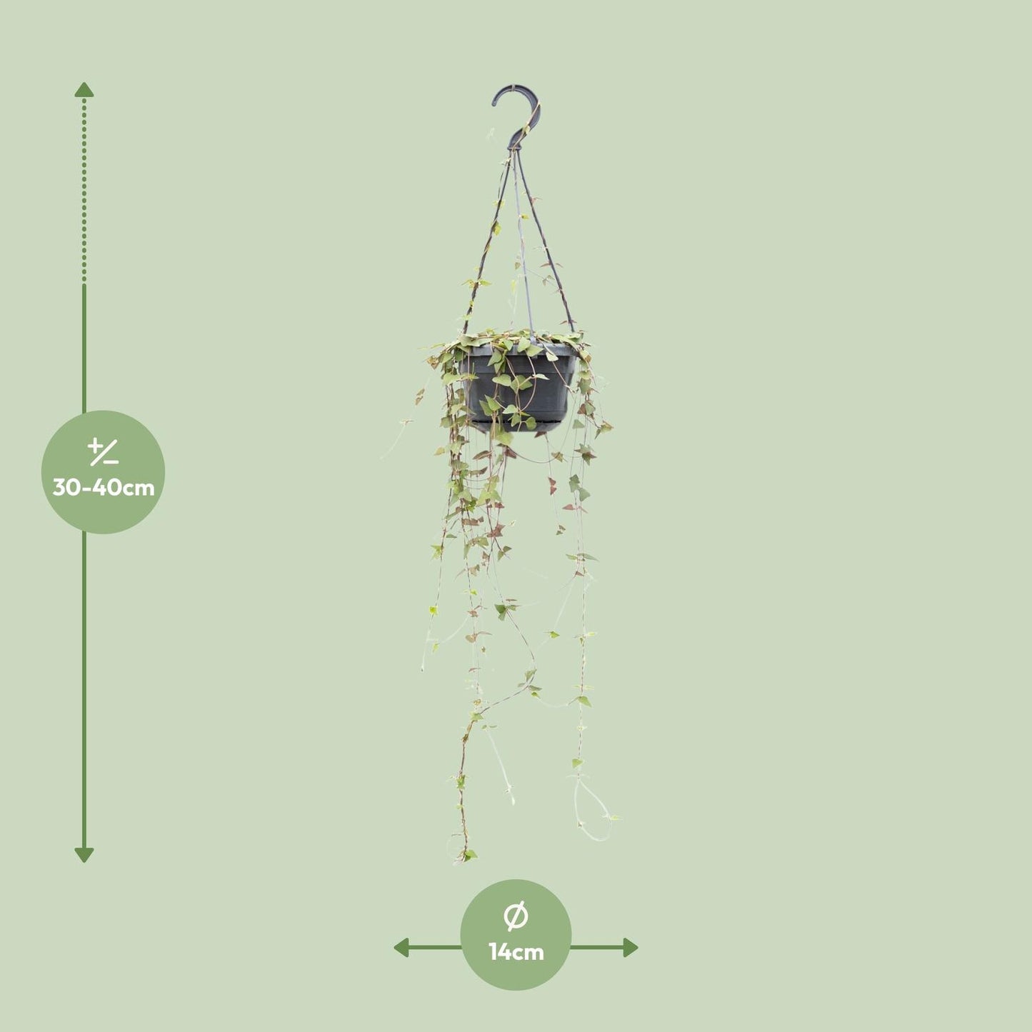 Ceropegia Linearis 'Remy' β String of Hearts Hanging Plant Γ14 cm β38 cm