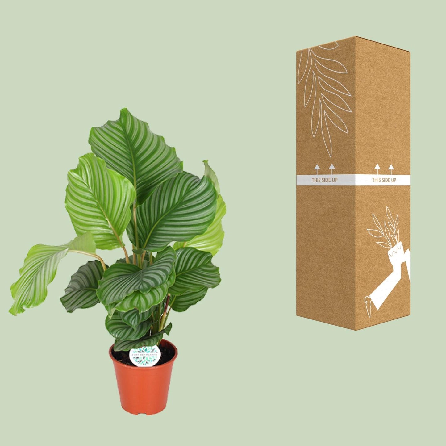 Calathea Orbifolia (Peacock Plant) β Γ17cm β60cm | Average maintenance