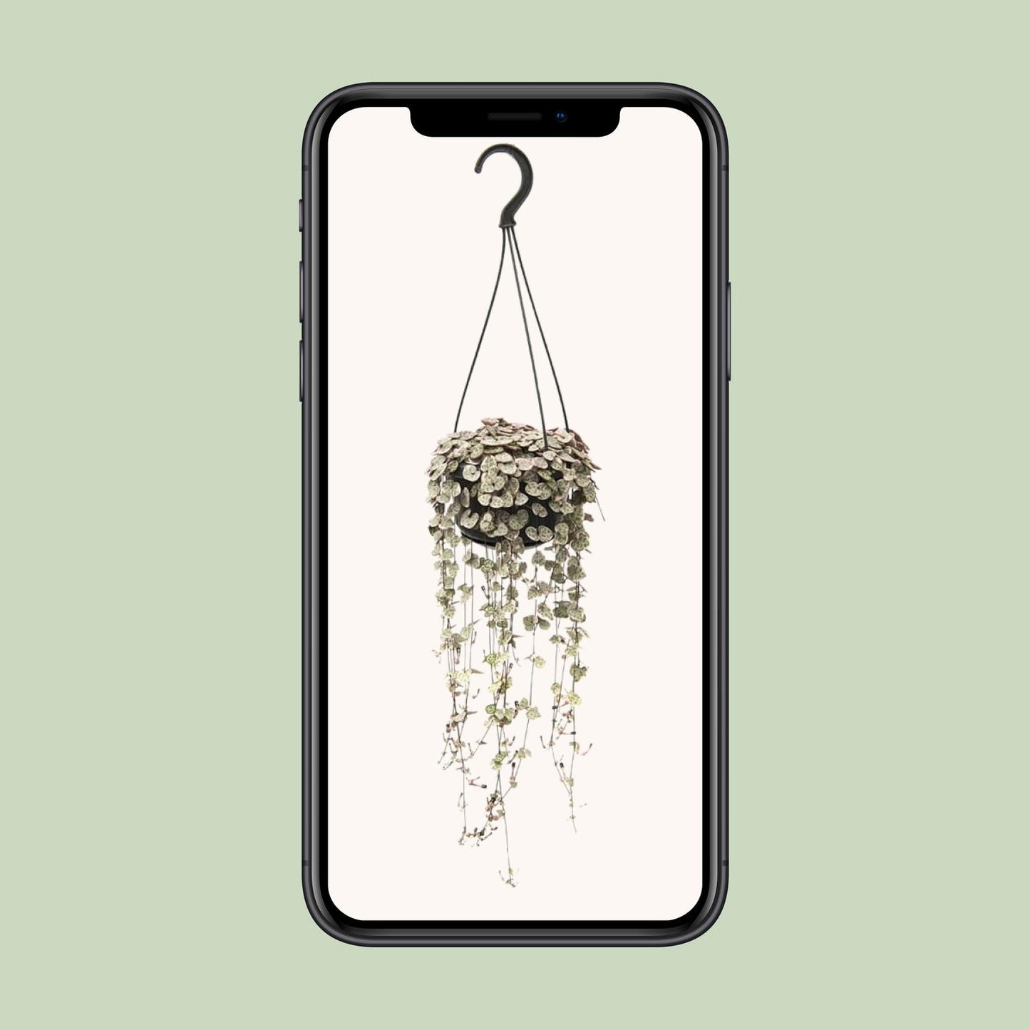 Ceropegia Woodii Variegata β String of Hearts Hanging Plant Γ14 cm β38 cm
