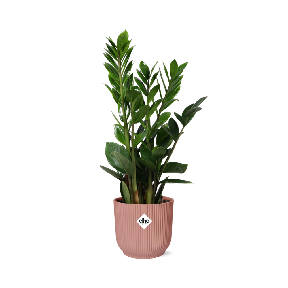 Zamioculcas – Height 45-50 cm in ELHO Vibes Fold 14 cm pink | The indestructible classic – Easy maintenance