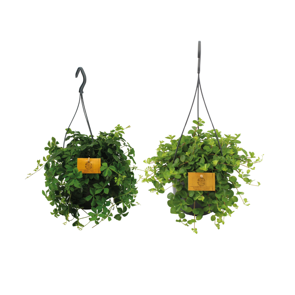 Hanging Plant Duo – 2x Green Houseplants Ø15 cm ↕25 cm