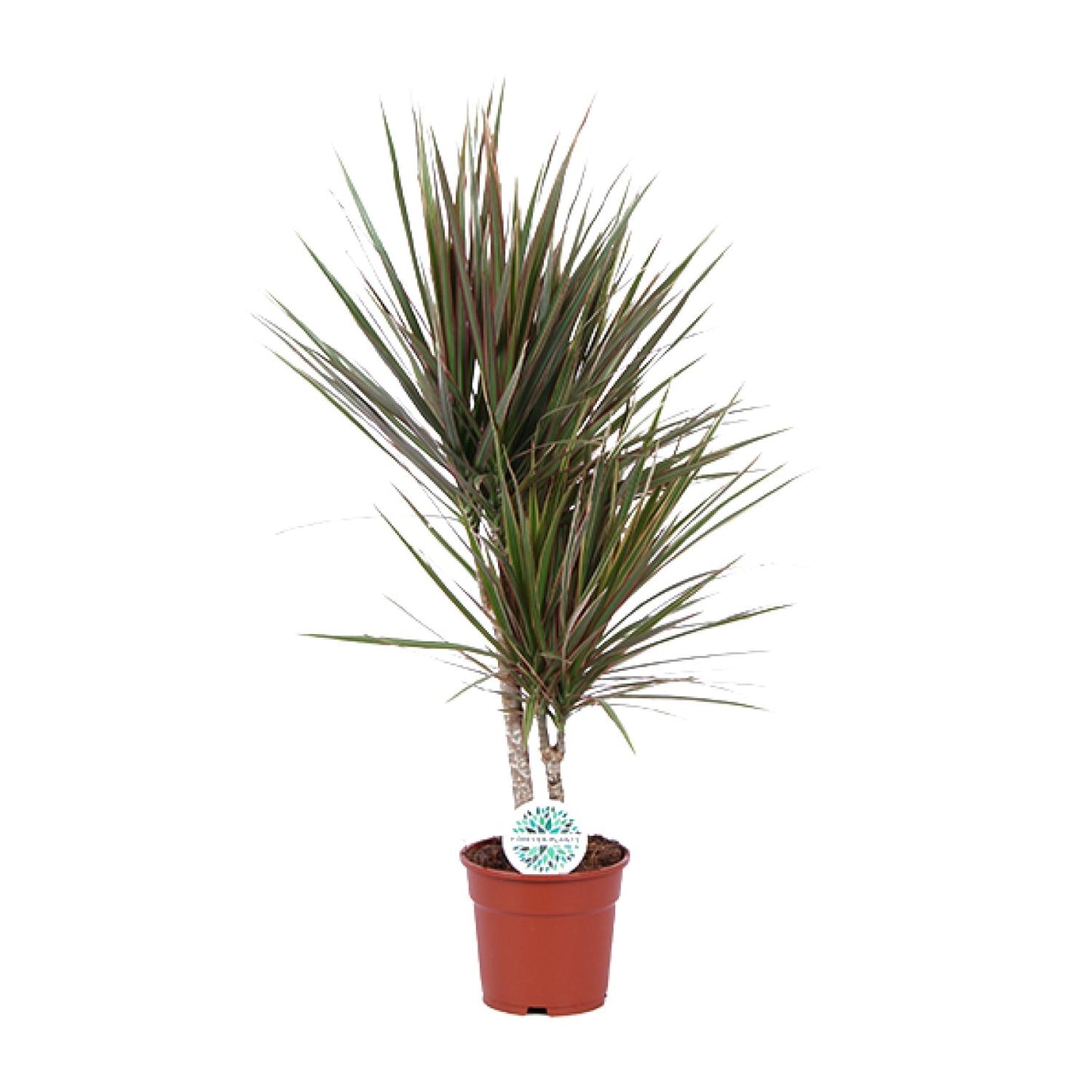 Dracaena Bicolor β Γ17 cm β β75 cm
