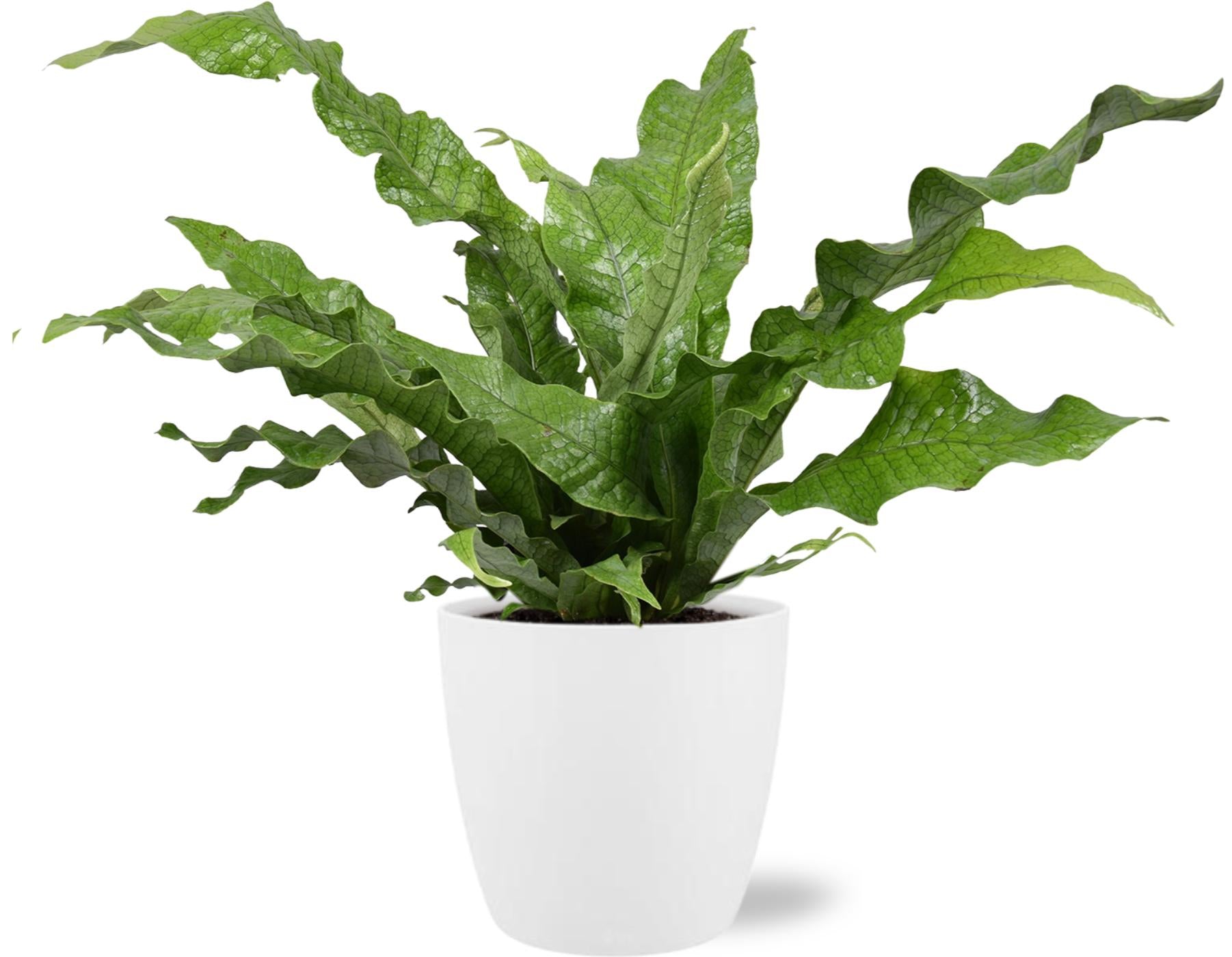 Microsorum diversifolium (Kangaroo Fern) – Ø17cm ↕45cm + Pot Brussels D18x17cm (White) | Average maintenance
