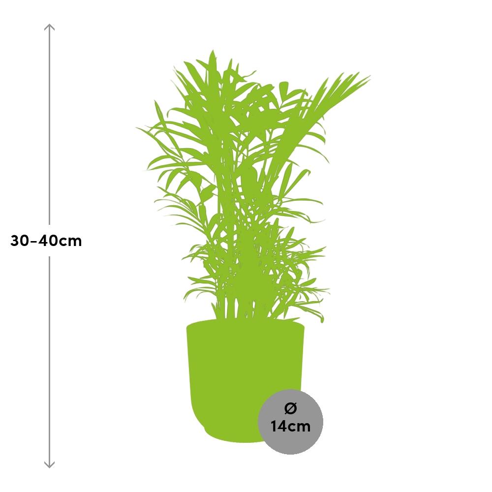 Chamaedorea Elegans in ELHO Vibes Fold 14 cm pink