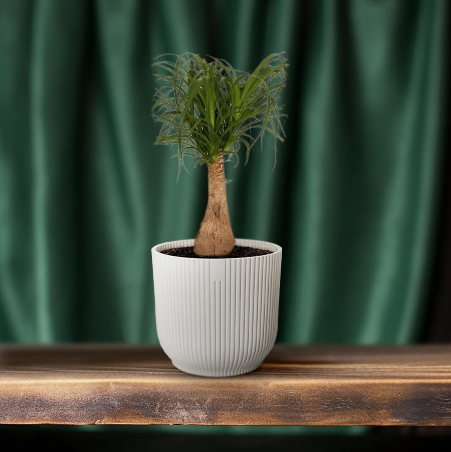 Beaucarnea Nolina - Ø19cm - ↕60cm | The ponytail with power – Easy maintenance