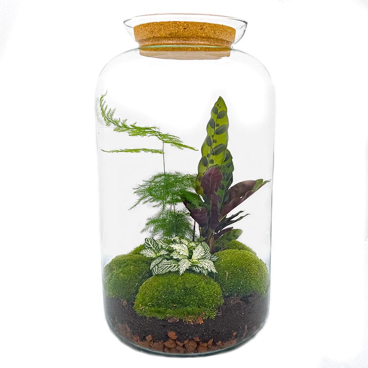 πΏπ οΈ DIY Terrarium Sven XL β Botanical β 43 cm β Complete with rake, shovel, tweezers & scissors