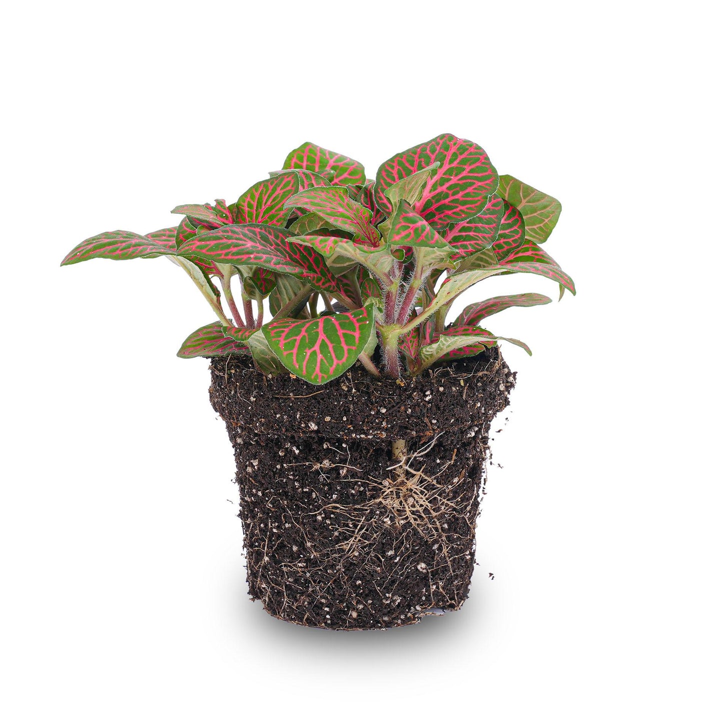 Fittonia Red β Γ8cm β10cm | Average maintenance