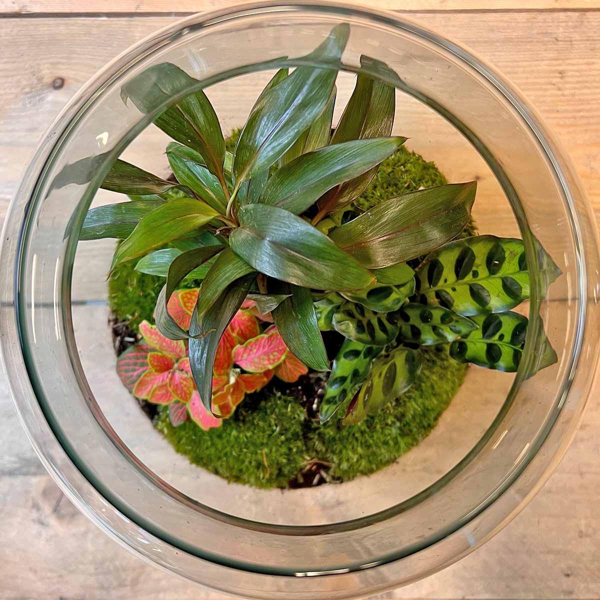 πͺ΄ DIY Terrarium Milky Palm β 30 cm