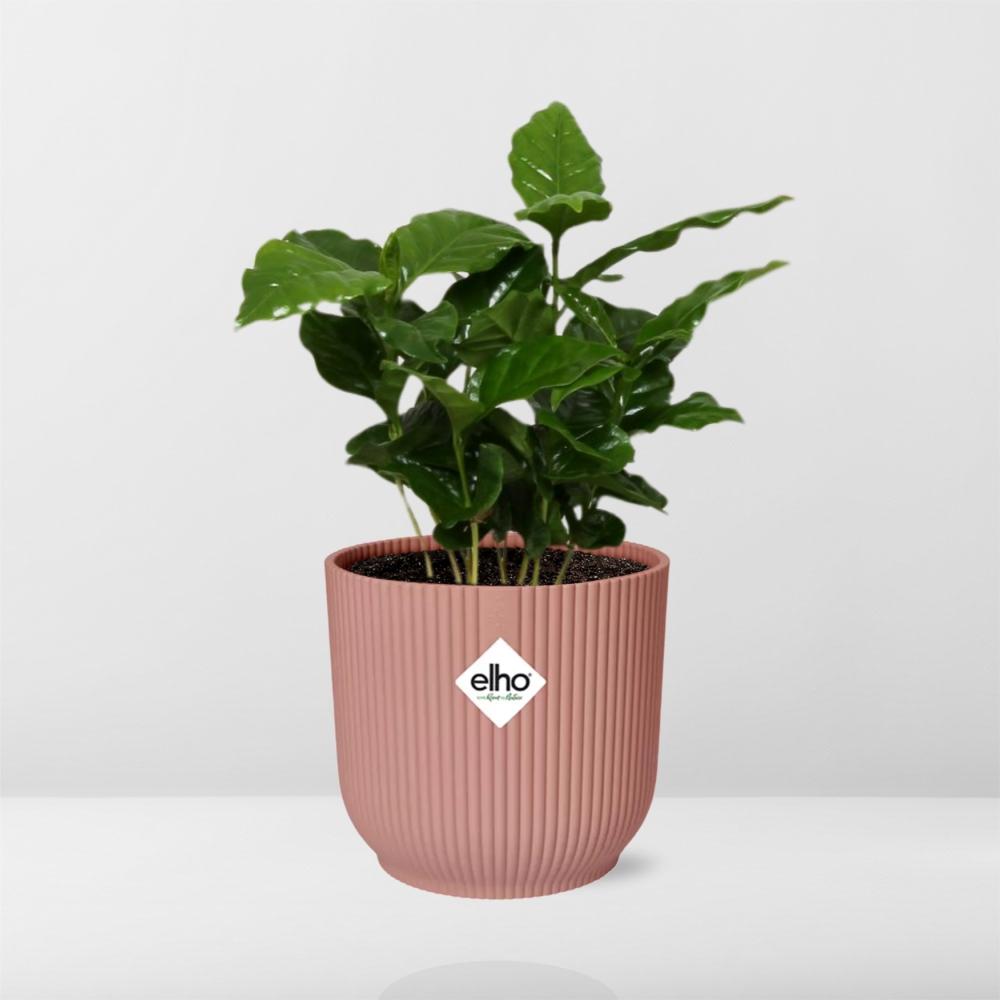Coffea Arabica in ELHO Vibes Fold 14cm pink | Your own coffee plant – Average maintenance