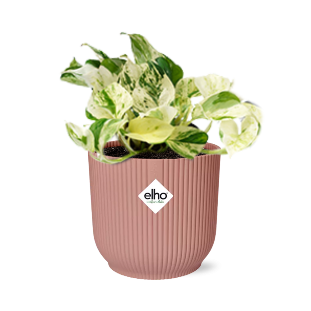 Epipremnum Pinnatum Happy Leaf in ELHO Vibes Fold 14 cm pink