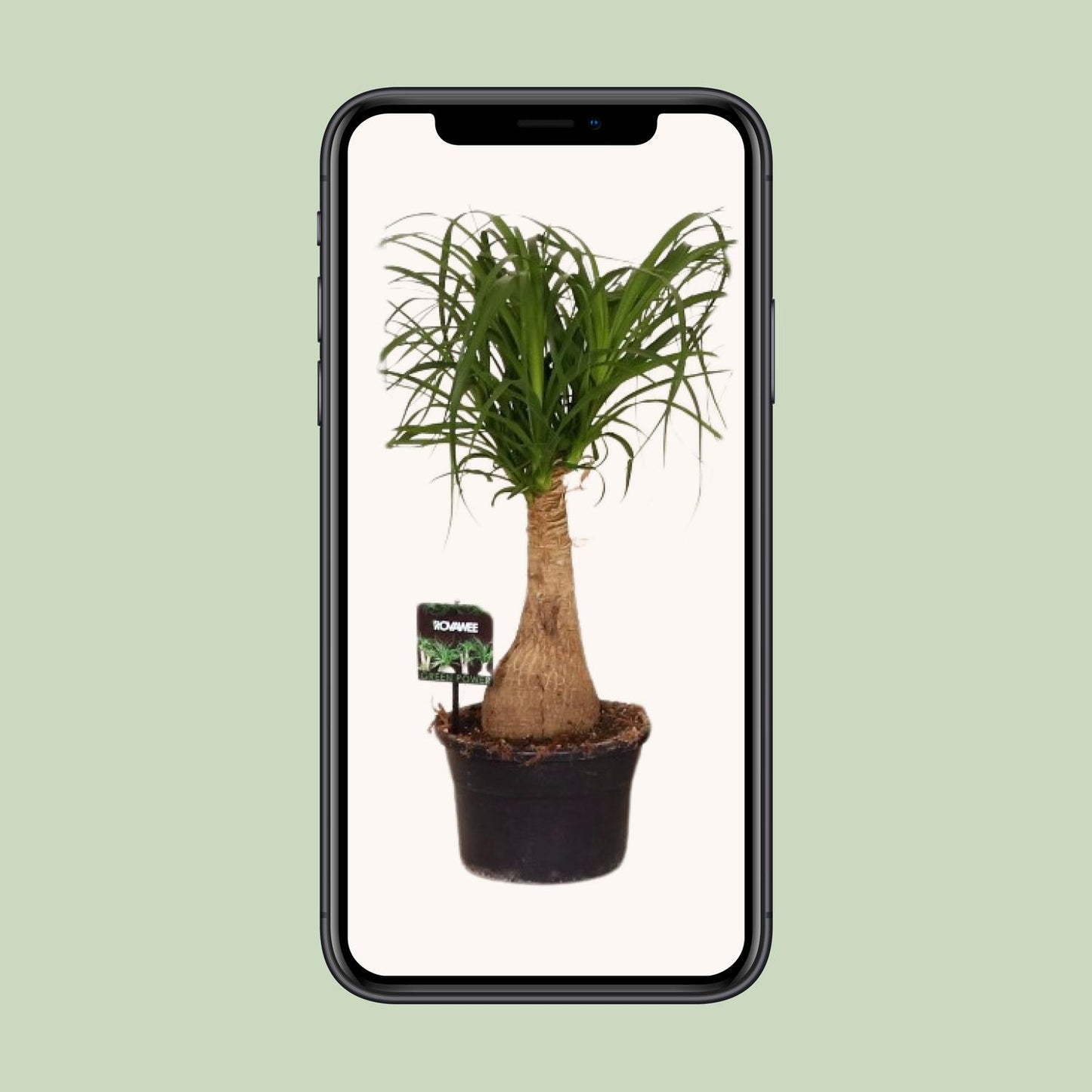 Beaucarnea Nolina - Ø19cm - ↕60cm | The ponytail with power – Easy maintenance