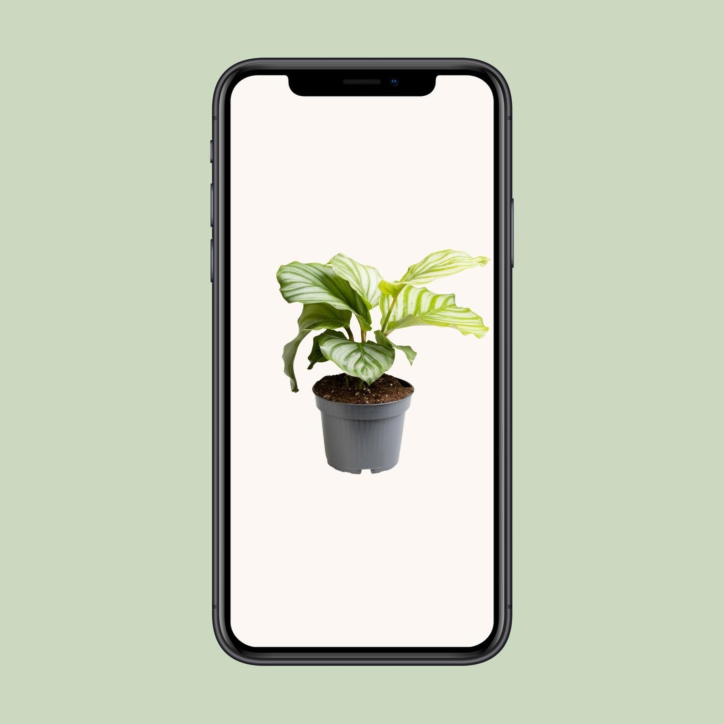Calathea Orbifolia - Ø12cm - ↕25cm | The Zen Peacock Fan – Challenging Maintenance
