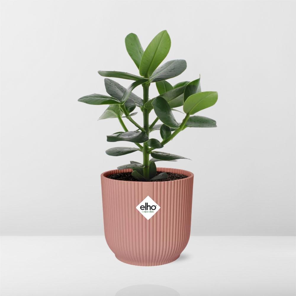 Clusia Princess in ELHO Vibes Fold 14 cm pink