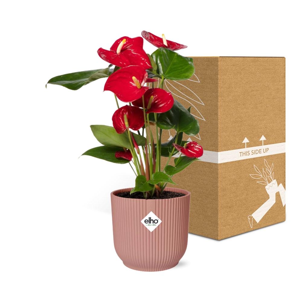 Anthurium Red 12cm in ELHO Vibes Fold 14cm pink | Tropical diva – Average maintenance