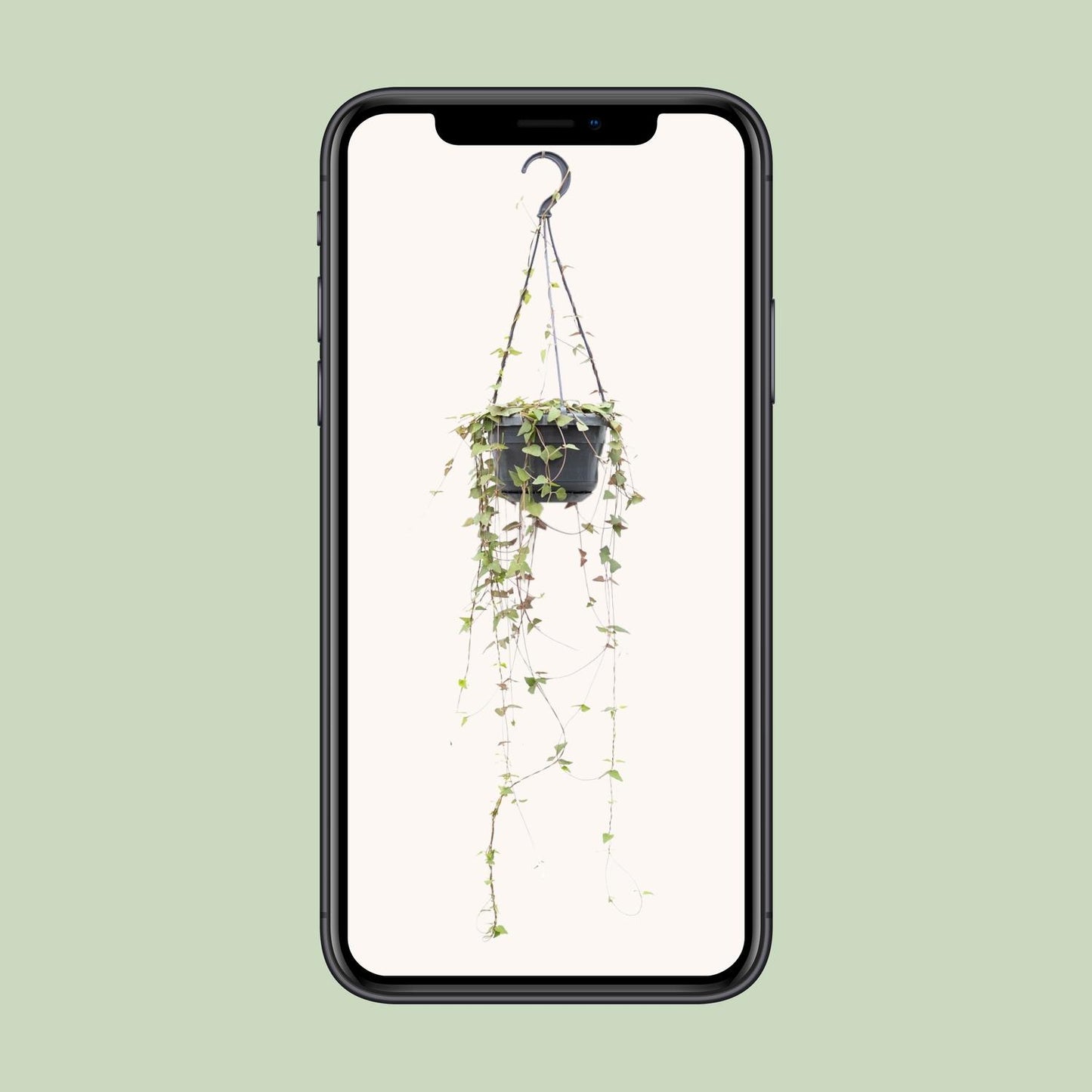 Ceropegia Linearis 'Remy' β String of Hearts Hanging Plant Γ14 cm β38 cm