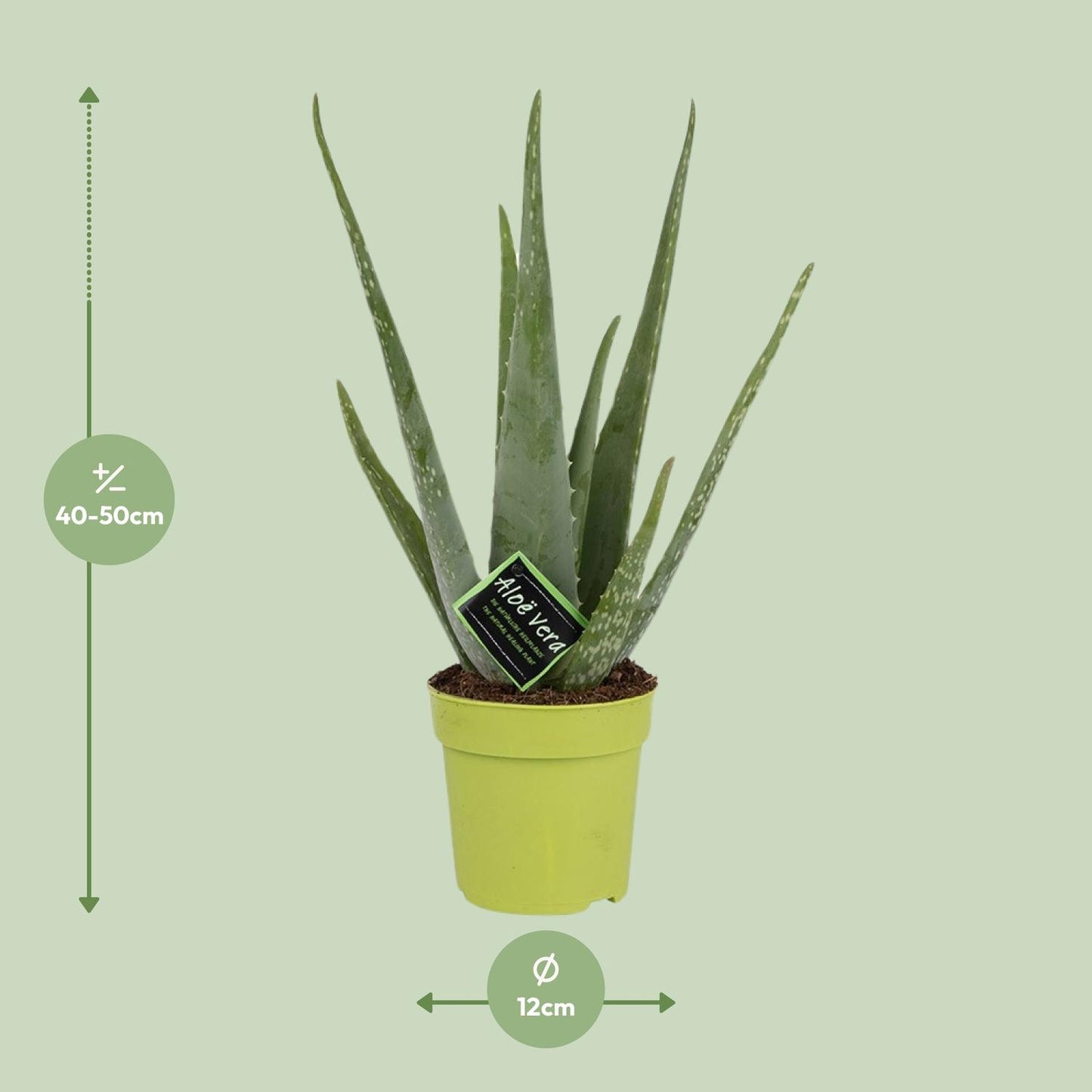 Aloe Vera β Γ12cm β45cm | Easy maintenance