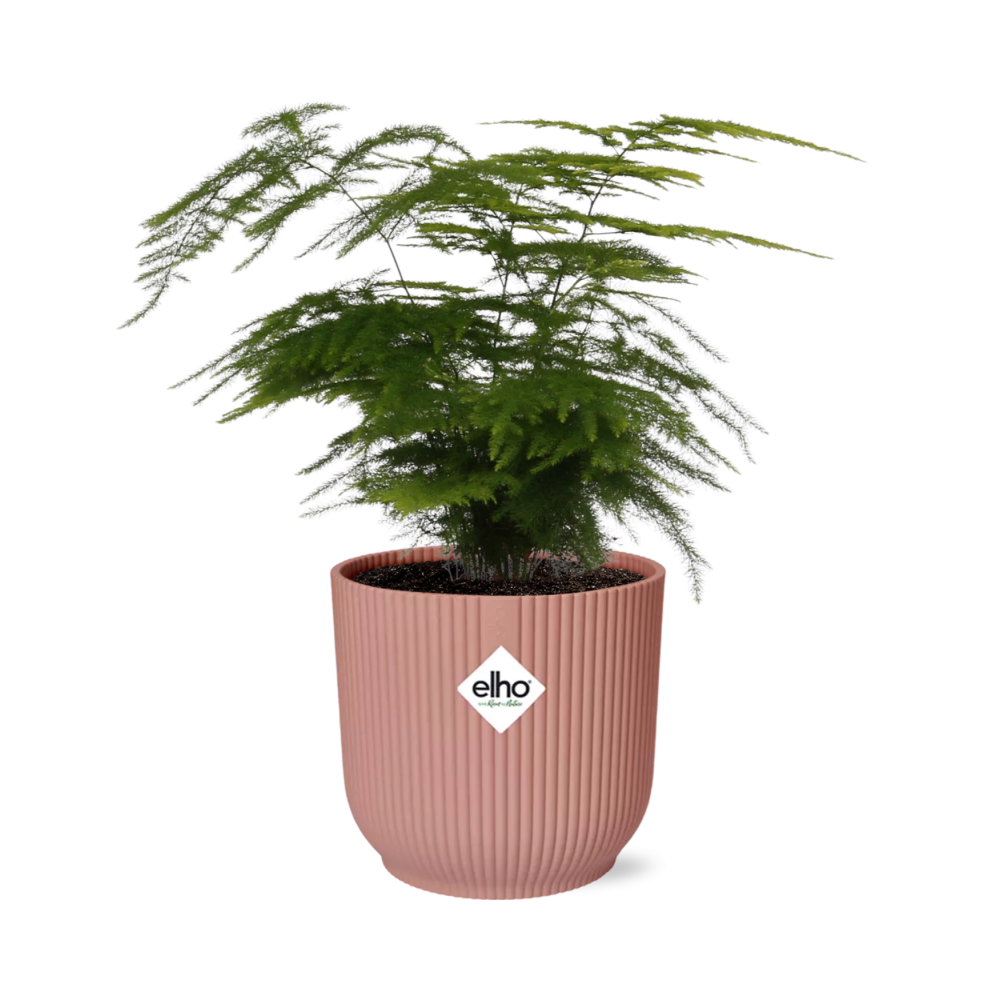 Asparagus setaceus 'Plumosus' in ELHO Vibes Fold 14cm – Pink | Average maintenance