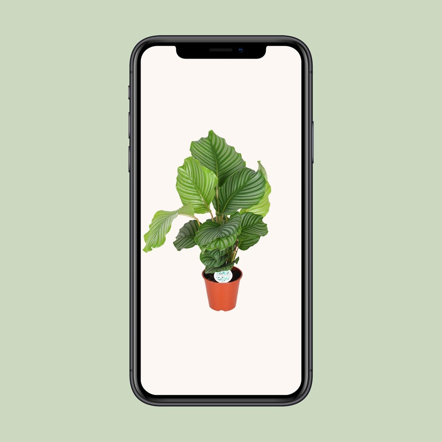 Calathea Orbifolia (Peacock Plant) β Γ17cm β60cm | Average maintenance