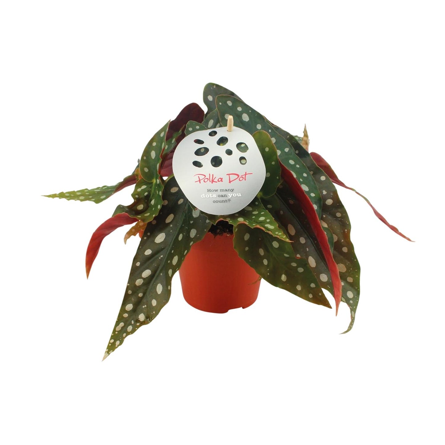 Begonia Maculata - Ø12cm - ↕20cm | The polka dot queen – Average maintenance