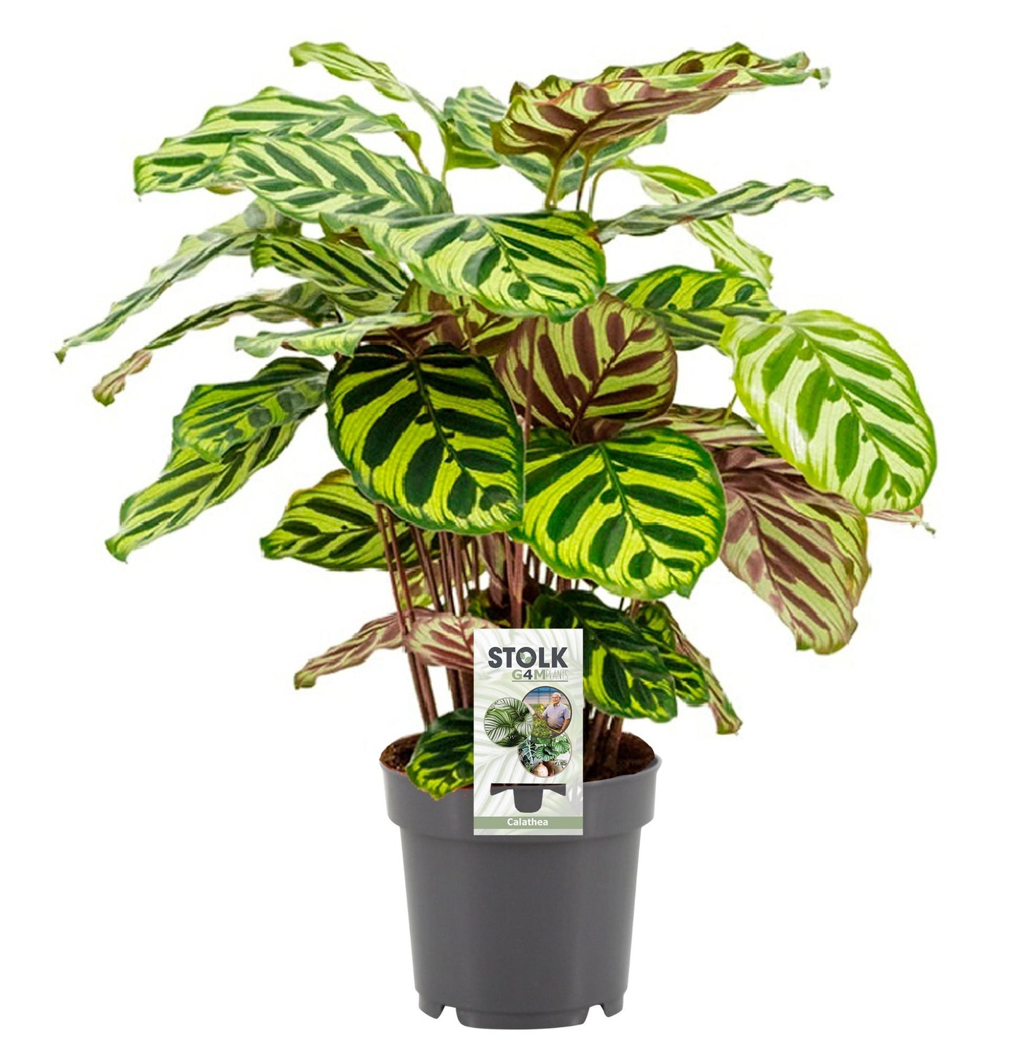 Calathea makoyana β Γ14cm β45cm | Average maintenance