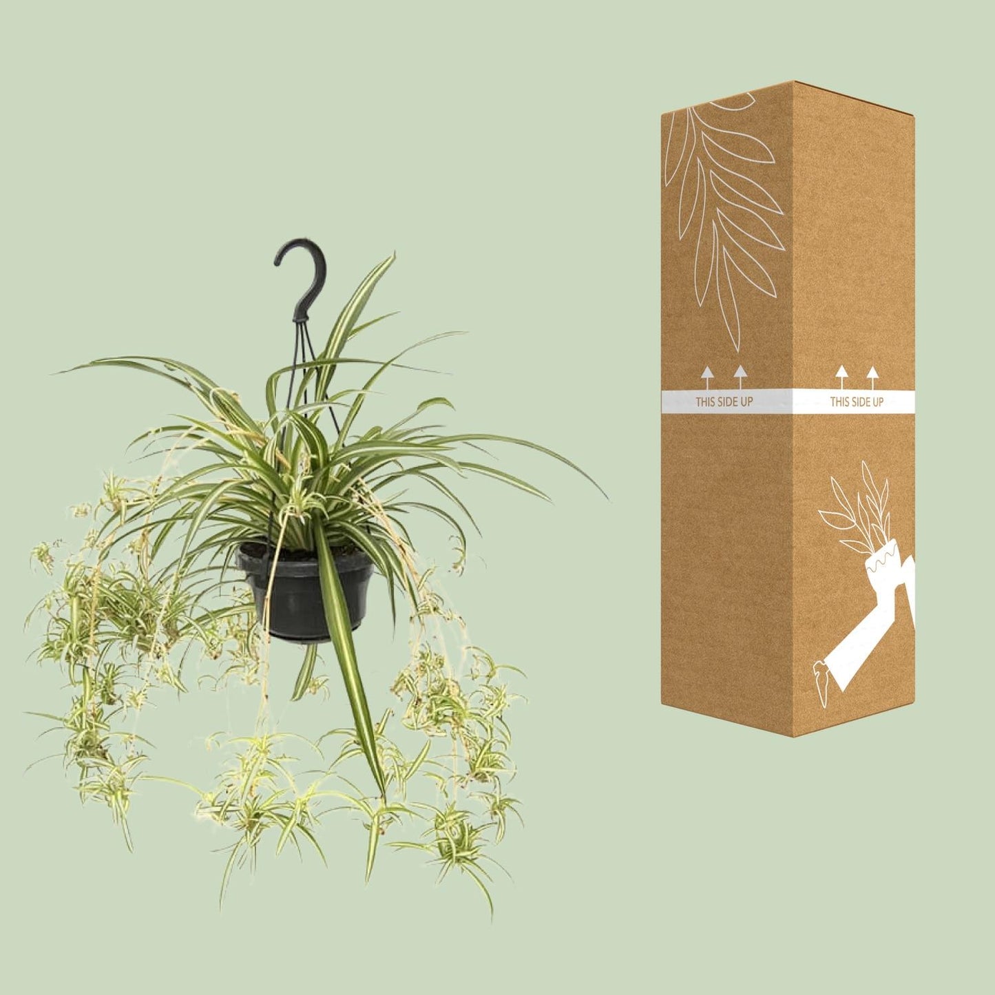 Chlorophytum Comosum Variegatum β Spider Plant Hanging Plant Γ14 cm β55 cm