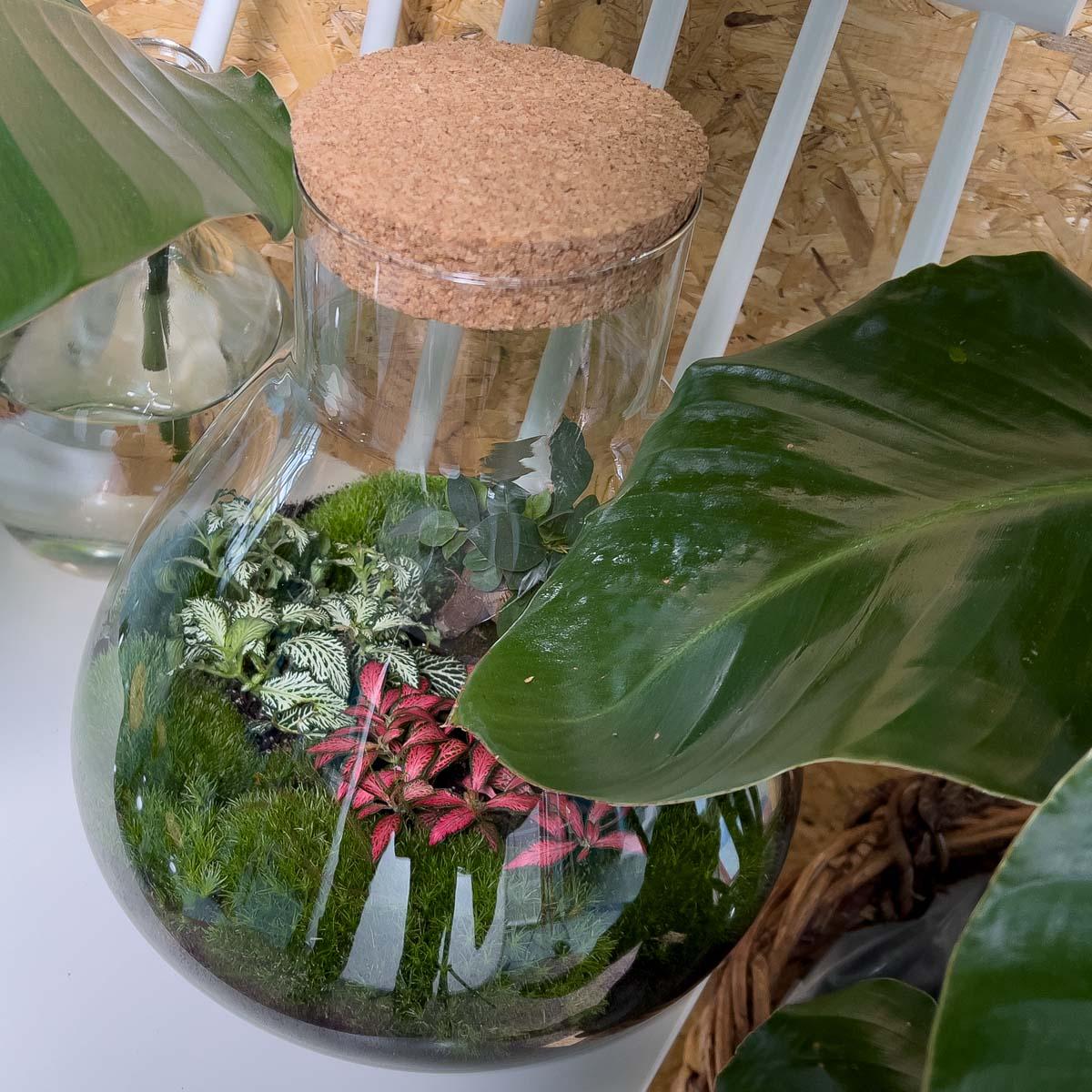 πΏ DIY Terrarium Sam XL β Bonsai β 35 cm