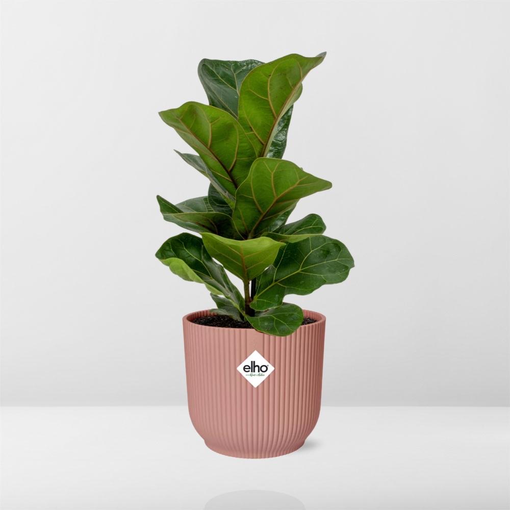 Ficus Lyrata 'Bambino' in ELHO Vibes Fold 14cm pink | The small violin – Average maintenance