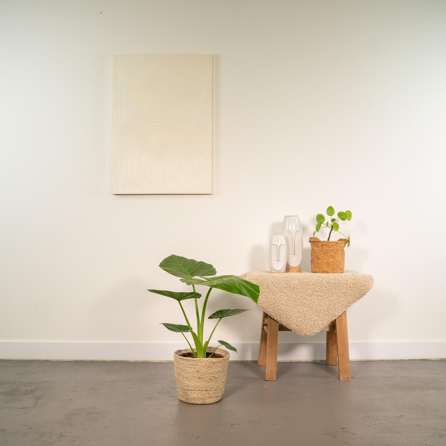 Alocasia Macrorrhiza (Elephant Ear) β Γ19cm β70cm + Basket Selin | Average maintenance