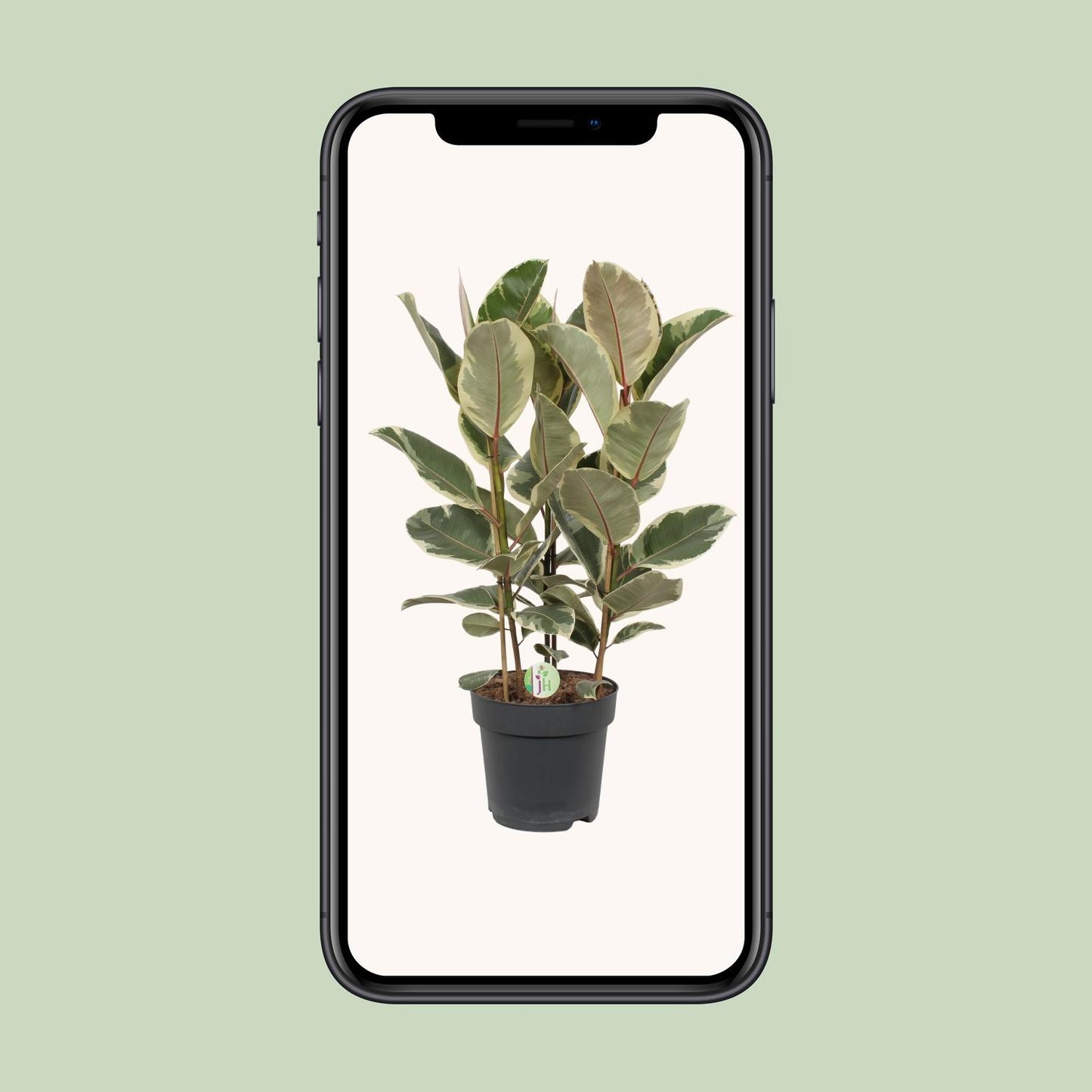 Ficus Tineke β Γ27cm β85cm | Easy maintenance