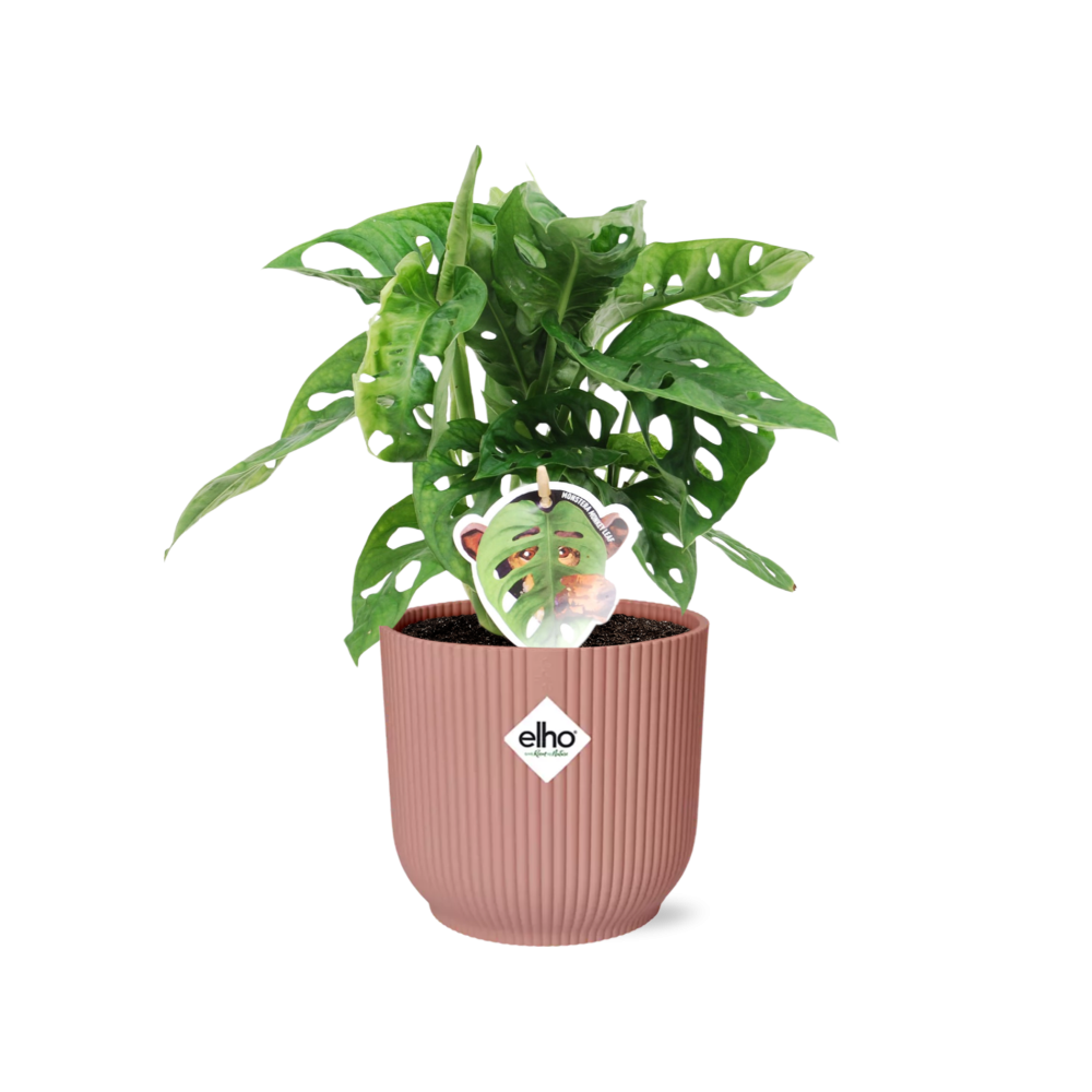 Monstera 'Monkey Leaf' in ELHO Vibes Fold 14cm pink | Playful hole fun – Average maintenance