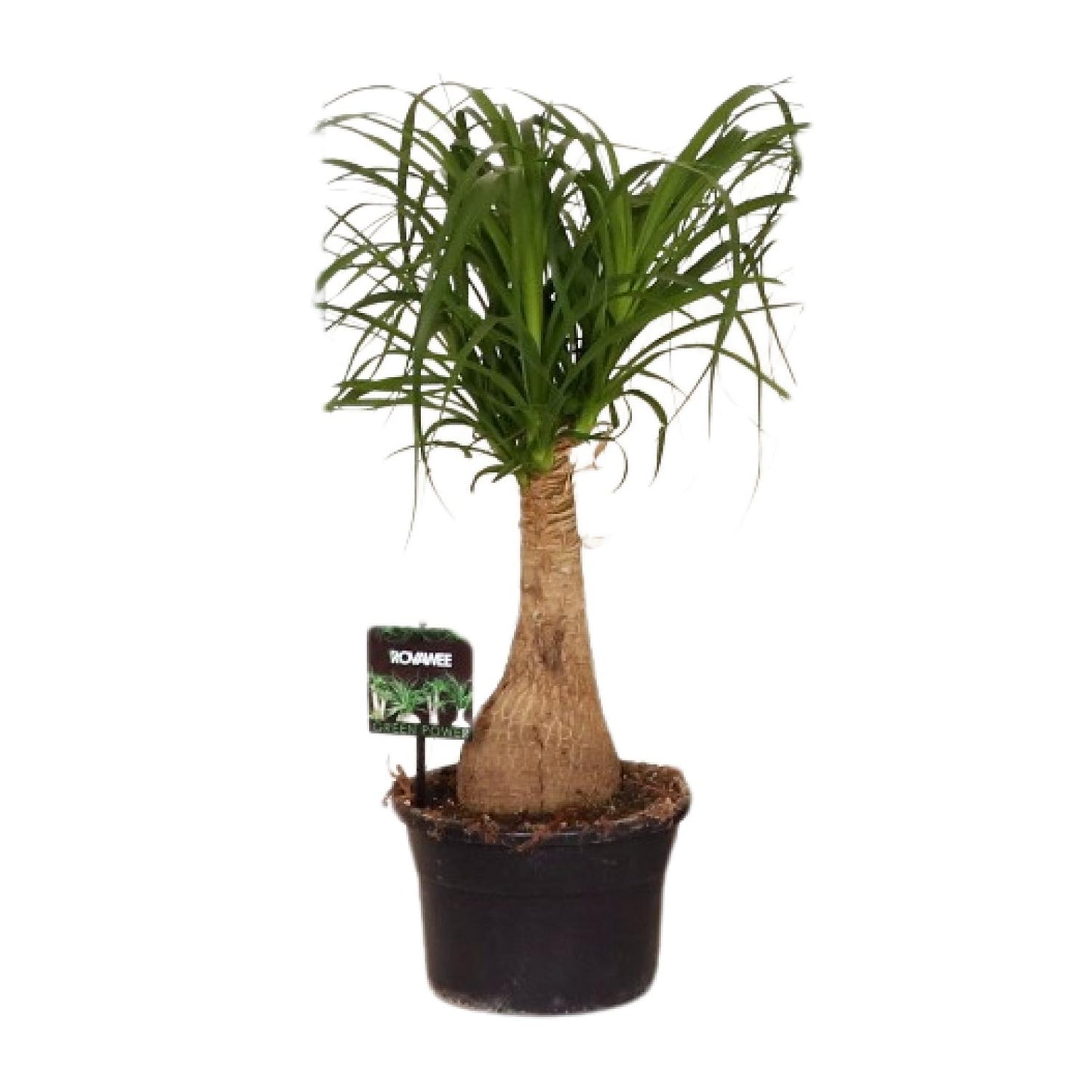 Beaucarnea Nolina - Ø19cm - ↕60cm | The ponytail with power – Easy maintenance