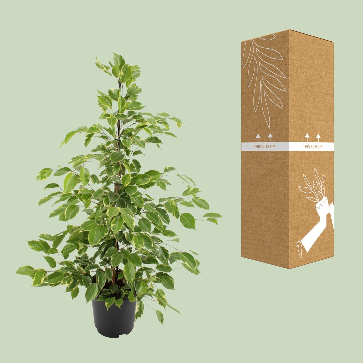 Ficus benjamina Golden King β Γ21cm β95cm | Average maintenance