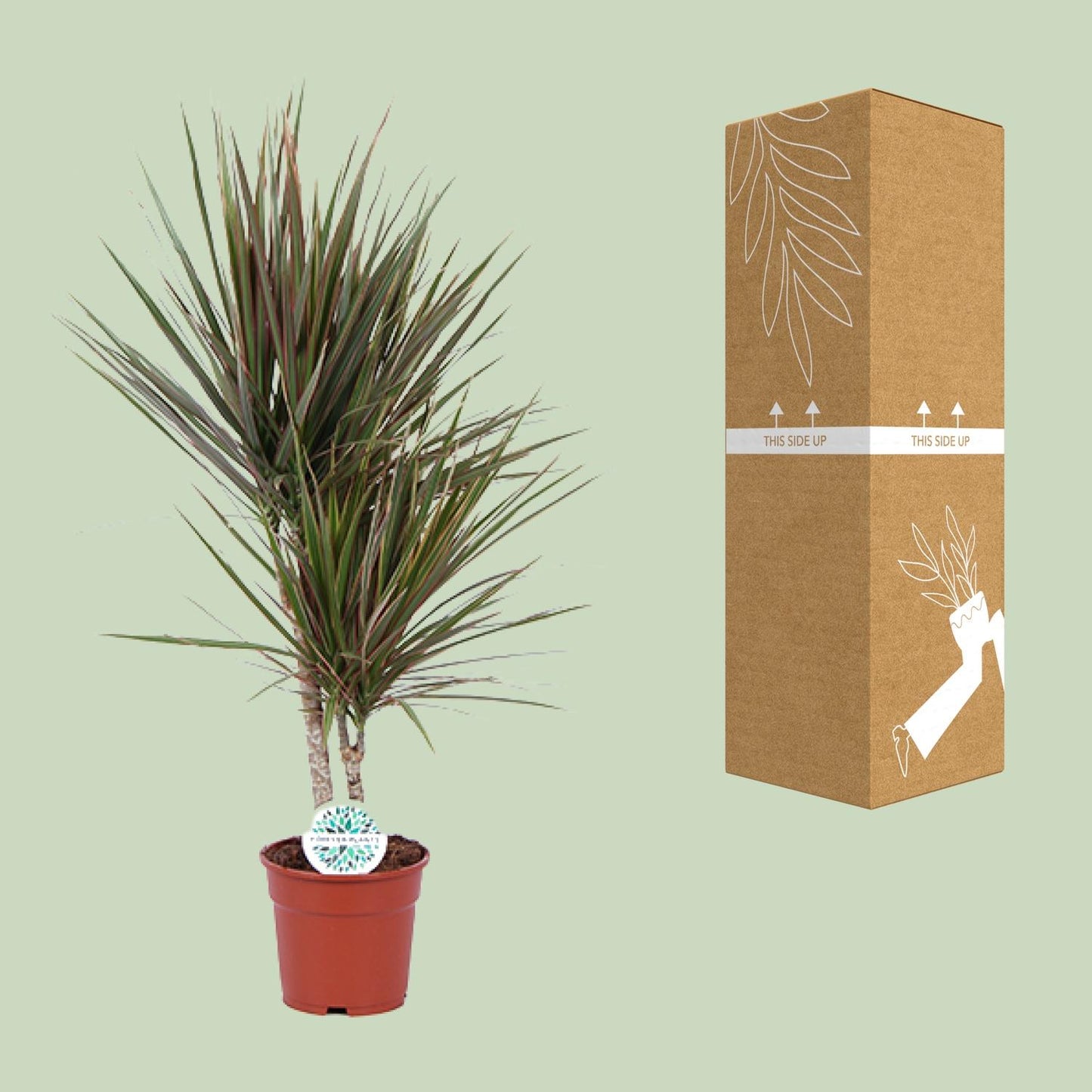 Dracaena Bicolor β Γ17 cm β β75 cm