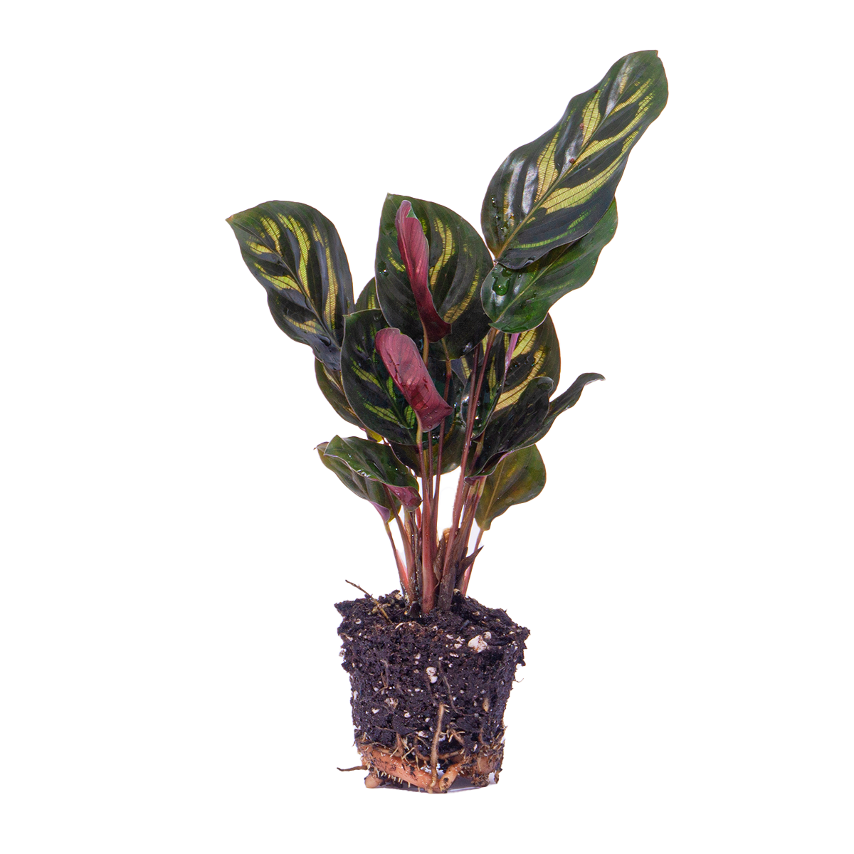 Calathea Makoyana – Peacock Plant – Terrarium Plant | The Peacock Feather Mini – Challenging Maintenance