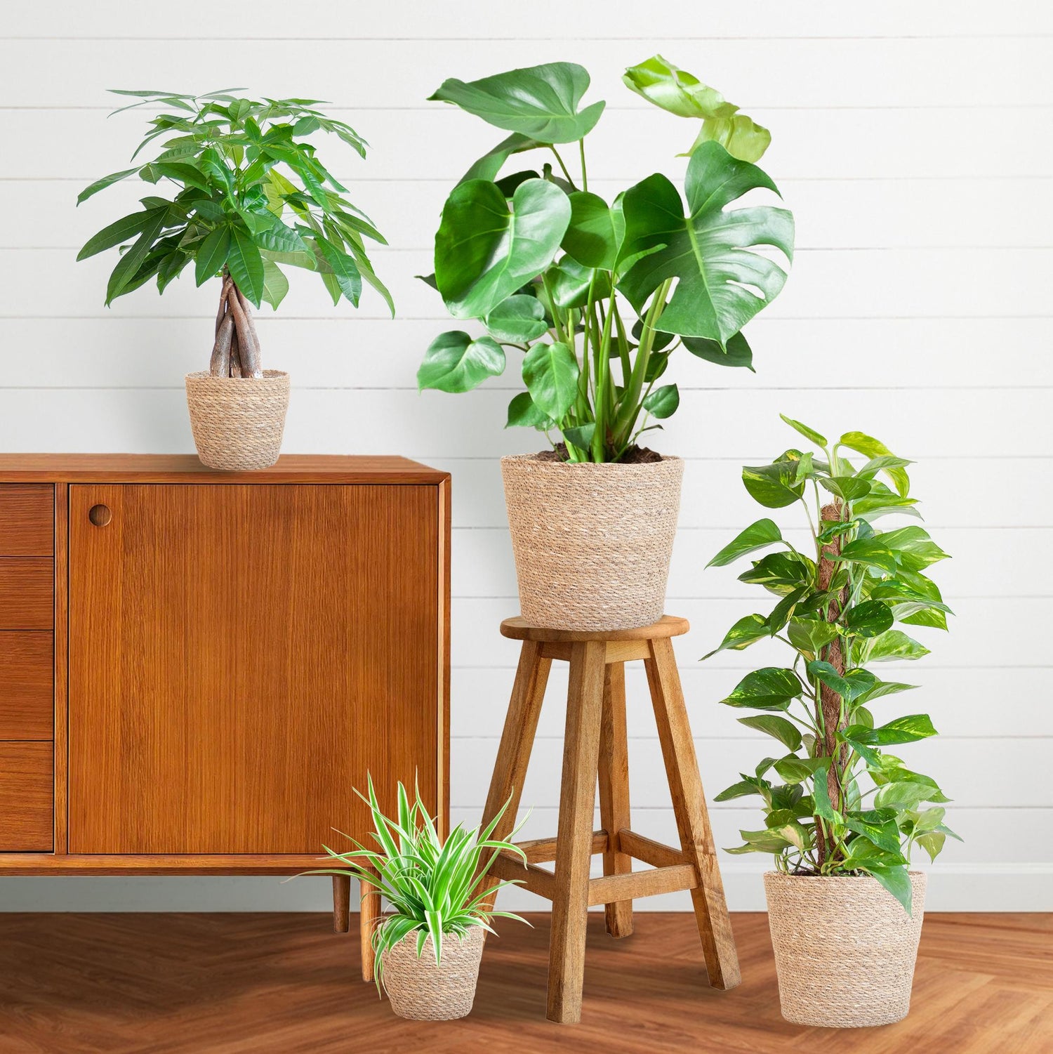 Kamerplanten  – Groen Geluk in Huis