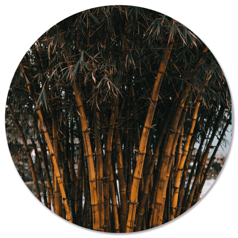 Muurcirkel Bamboo