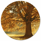 Muurcirkel Herfstboom