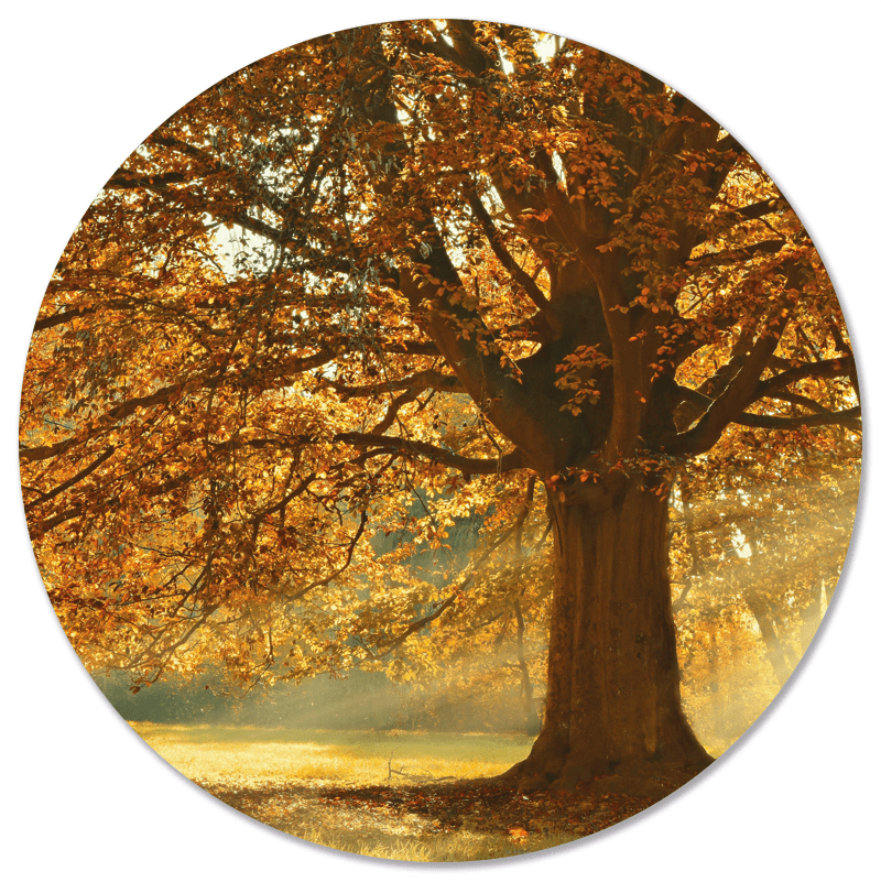 Muurcirkel Herfstboom
