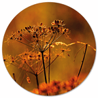 Muurcirkel Droogbloem Oranje