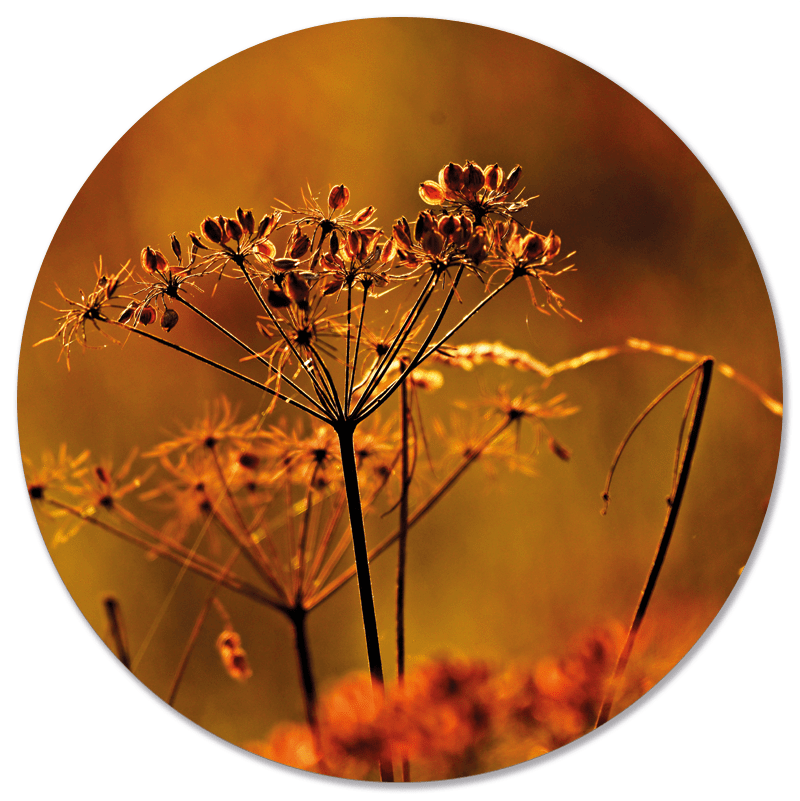 Muurcirkel Droogbloem Oranje