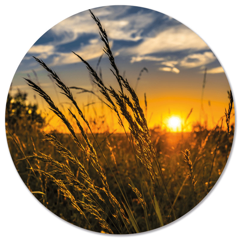 Muurcirkel Grass Sun