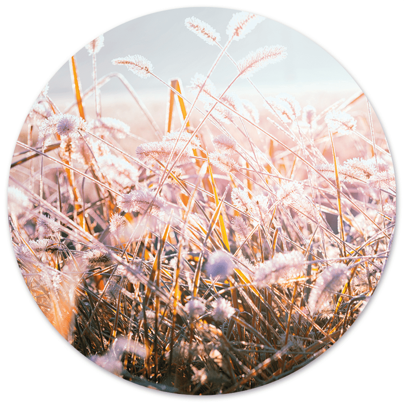 Muurcirkel Winter Morning Flower