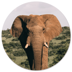 Muurcirkel Olifant