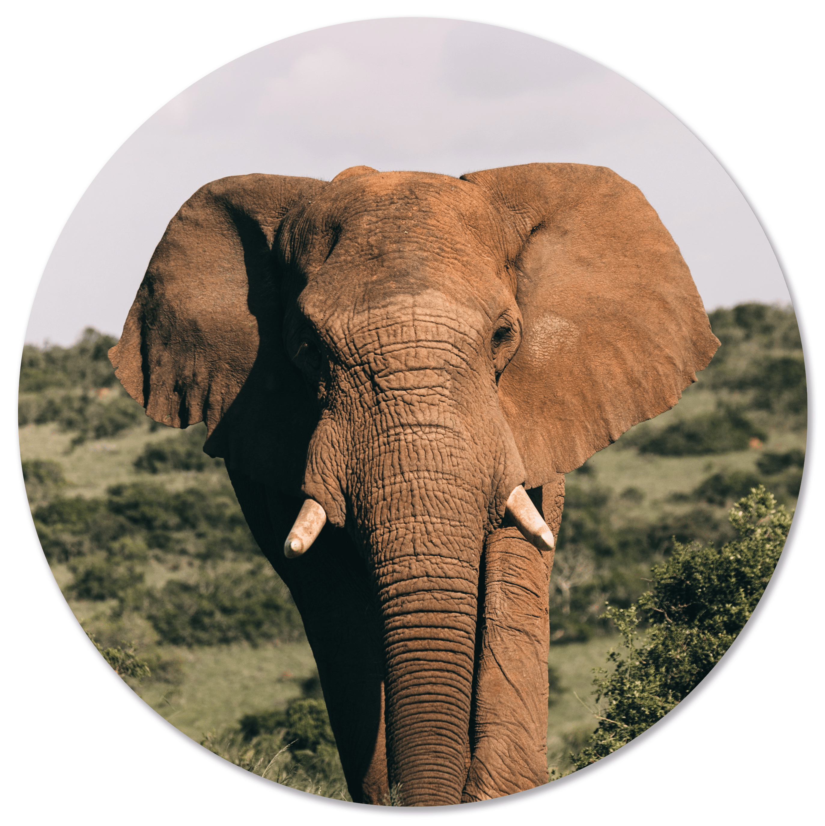 Muurcirkel Olifant