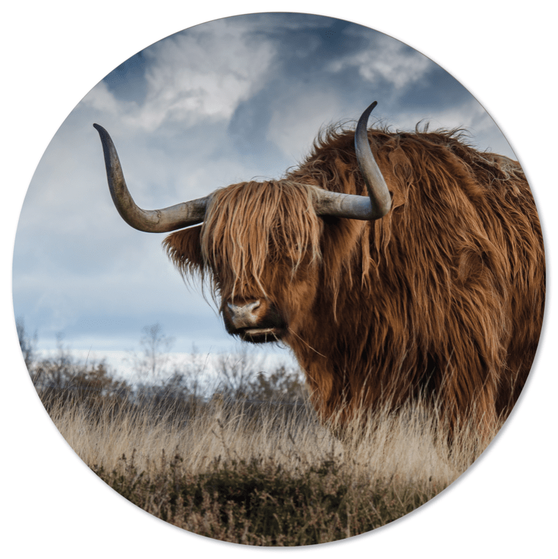 Muurcirkel Buffel