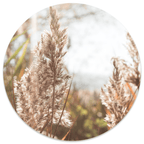 Muurcirkel Grass