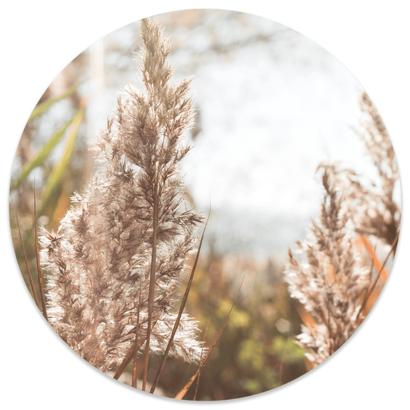 Muurcirkel Grass