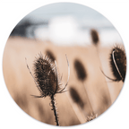 Muurcirkel Dried Naturel