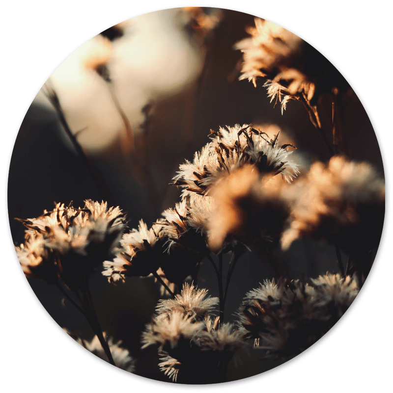 Muurcirkel Mystic Flower