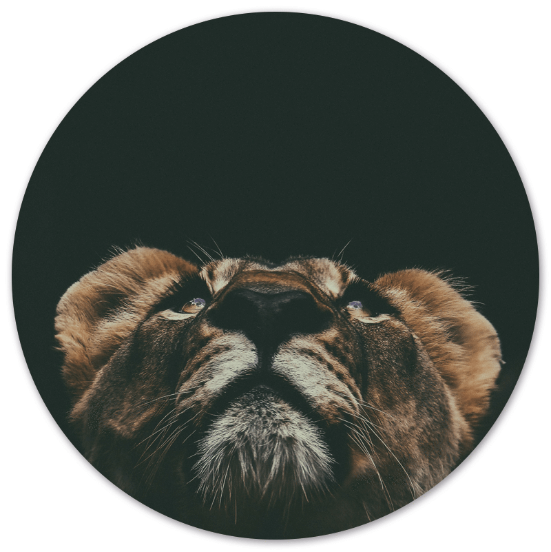 Muurcirkel Mini Lion